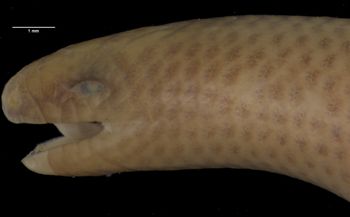 Media type: image;   Herpetology R-26586 Aspect: head lateral